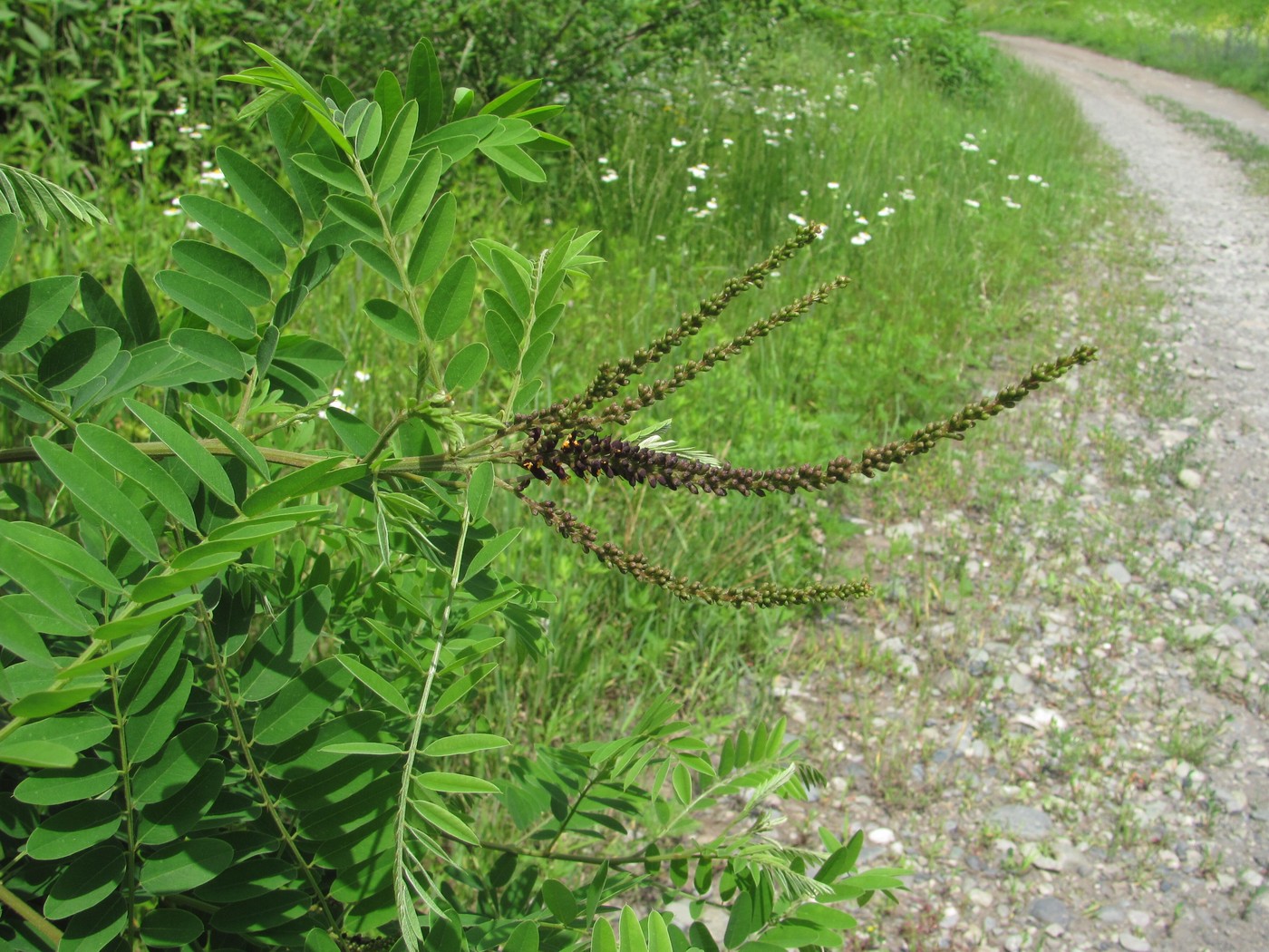 Изображение особи Amorpha fruticosa.