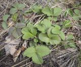 Fragaria viridis