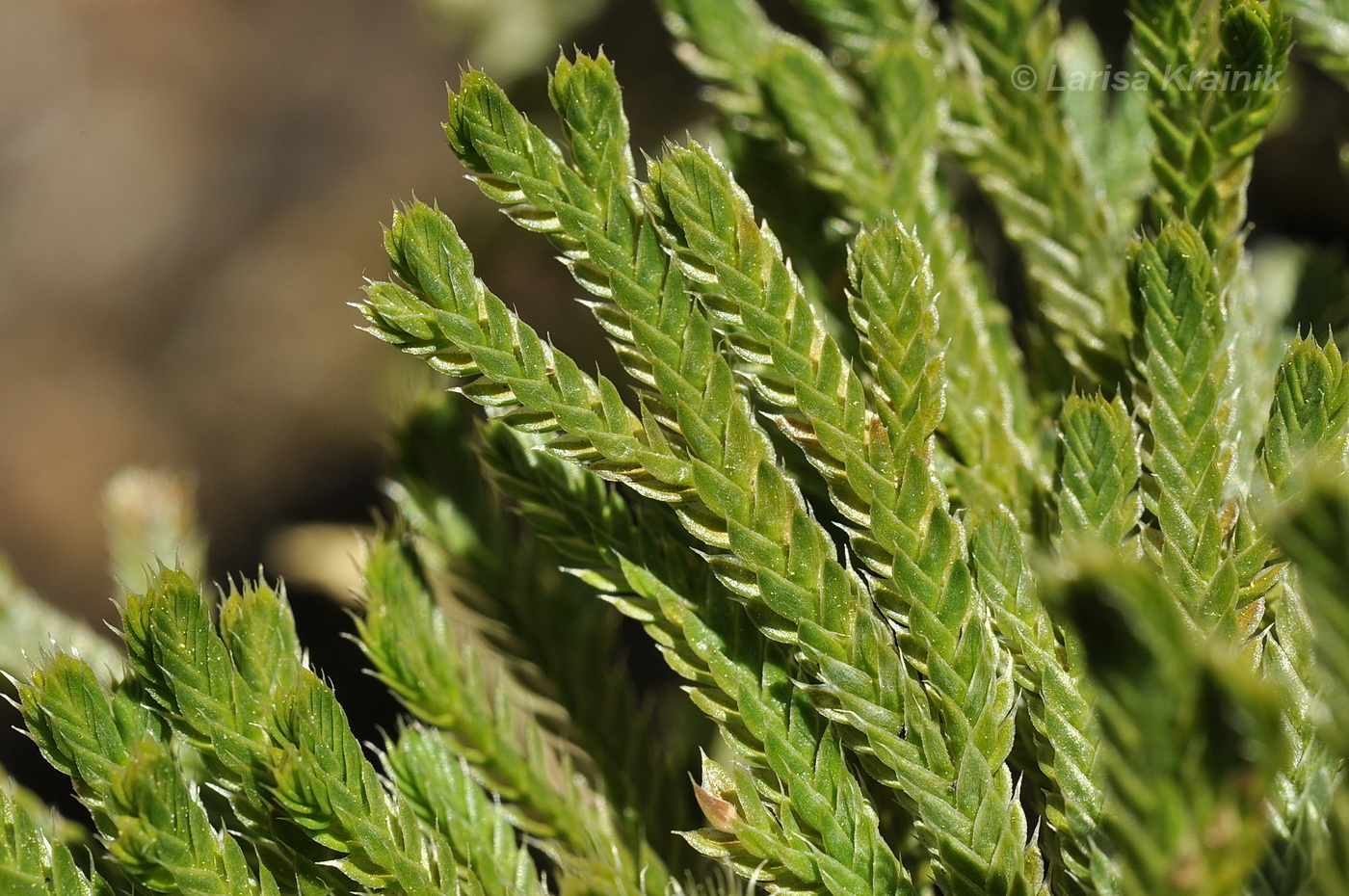 Изображение особи Selaginella tamariscina.