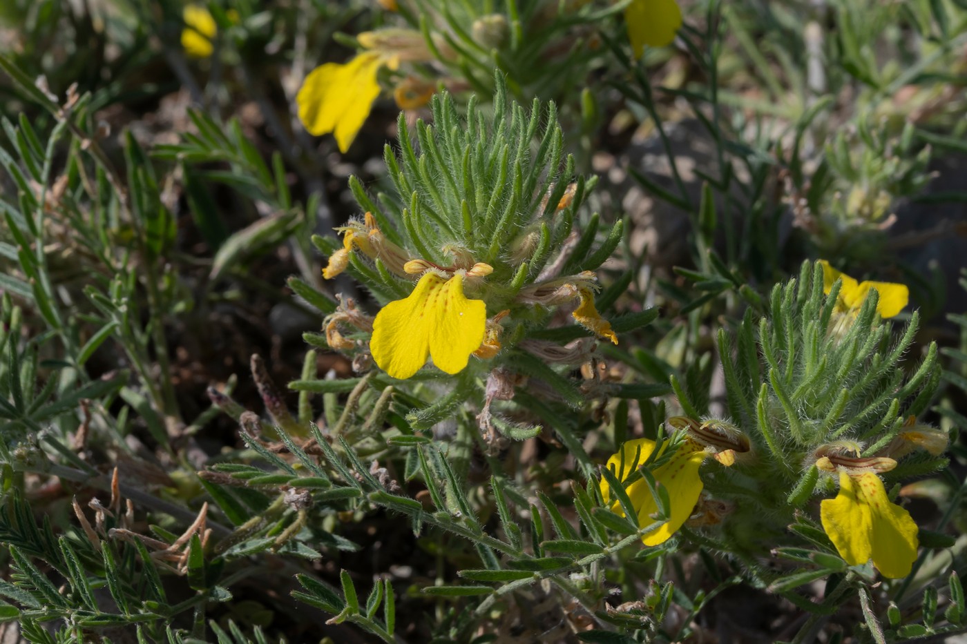 Image of Ajuga chia specimen.