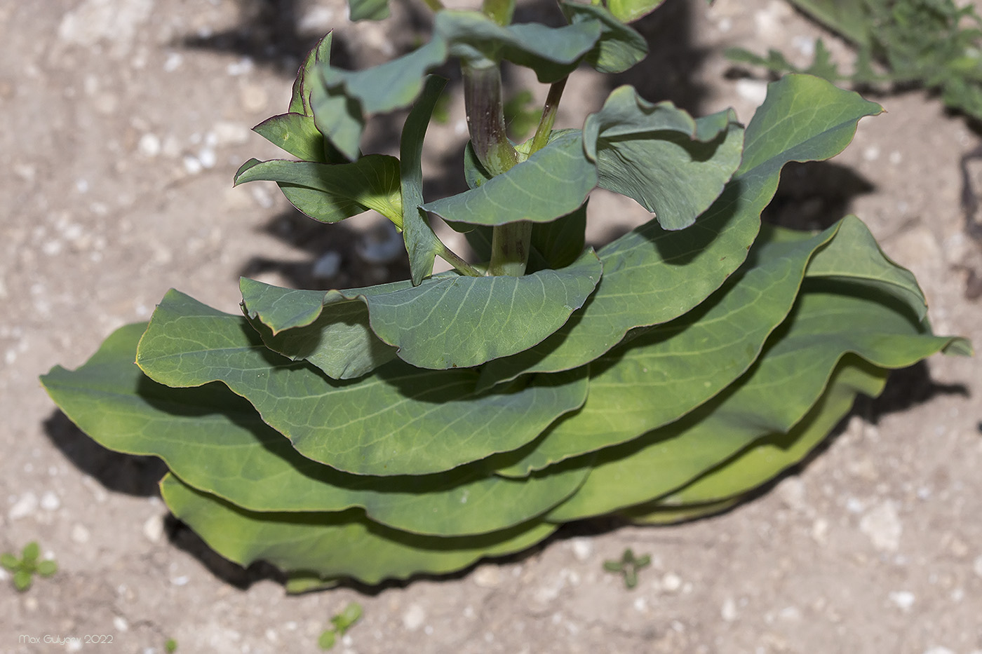 Image of Bupleurum rotundifolium specimen.