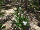 род Pachypodium. Ветвь с цветами и листьями. Мадагаскар, провинция Тулеария, регион Ациму-Андрефана, Arboretum d'Antsokay, 04.12.2019.