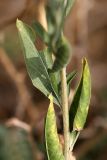 Stizolophus balsamita