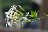 genus Jasminum