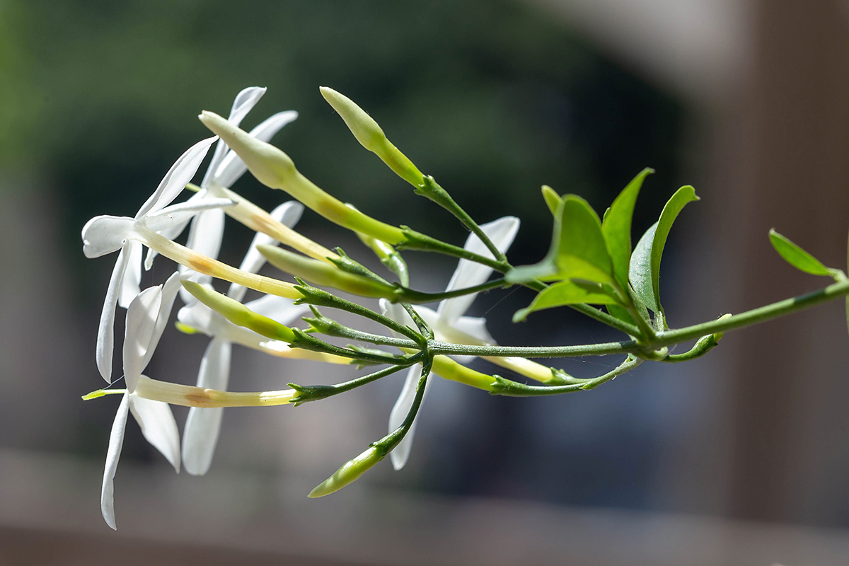 Image of genus Jasminum specimen.