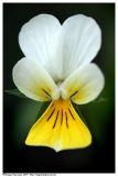 Viola × contempta. Цветок. Республика Татарстан, национальный парк \"Нижняя Кама\". 07.08.2007.