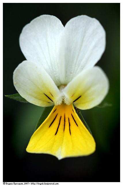 Image of Viola × contempta specimen.