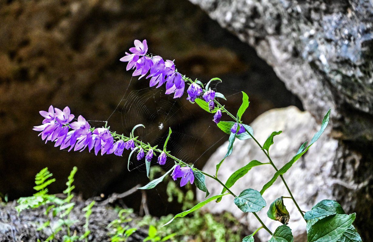 Изображение особи Campanula rapunculoides.