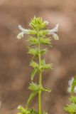 Stachys annua. Соцветие. Ростовская обл., Мясниковский р-н, окр. села Несветай, каменистая степь. 16.07.2022.