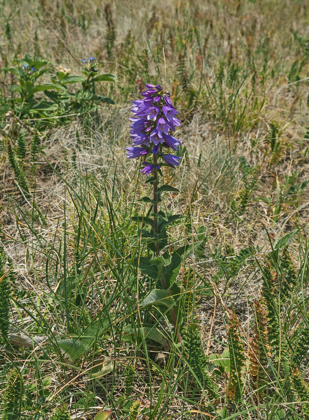 Изображение особи Campanula bononiensis.