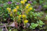 Sedum acre