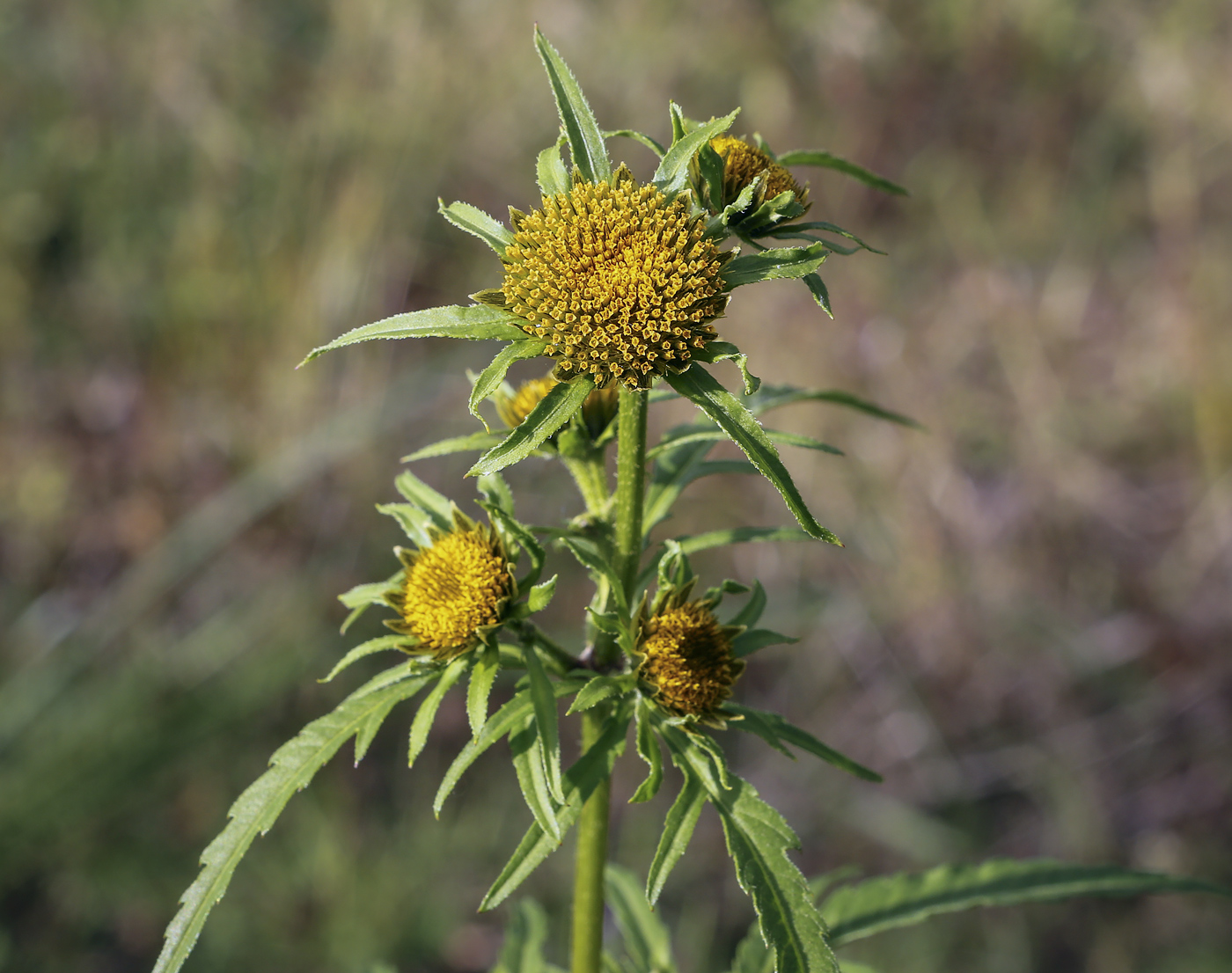 Изображение особи Bidens radiata.