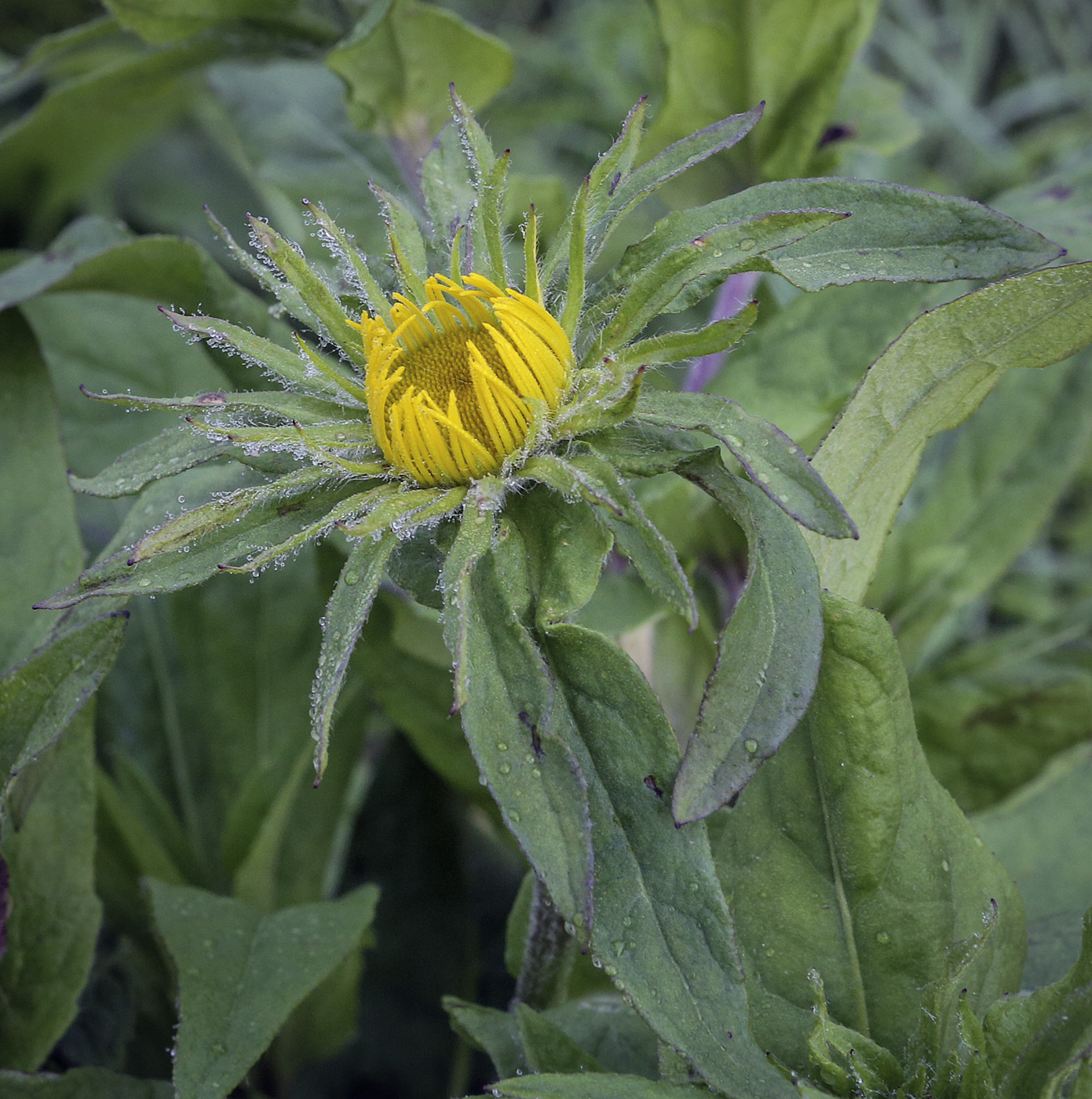 Image of Inula britannica specimen.