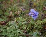 Geranium erianthum. Верхушка цветущего и плодоносящего растения. Камчатский край, Елизовский р-н, природный парк \"Вулканы Камчатки\", кордон Центральный, ур. Медвежья Тундра, берег реки Горячая, луг. 21.08.2022.