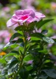 Catharanthus roseus