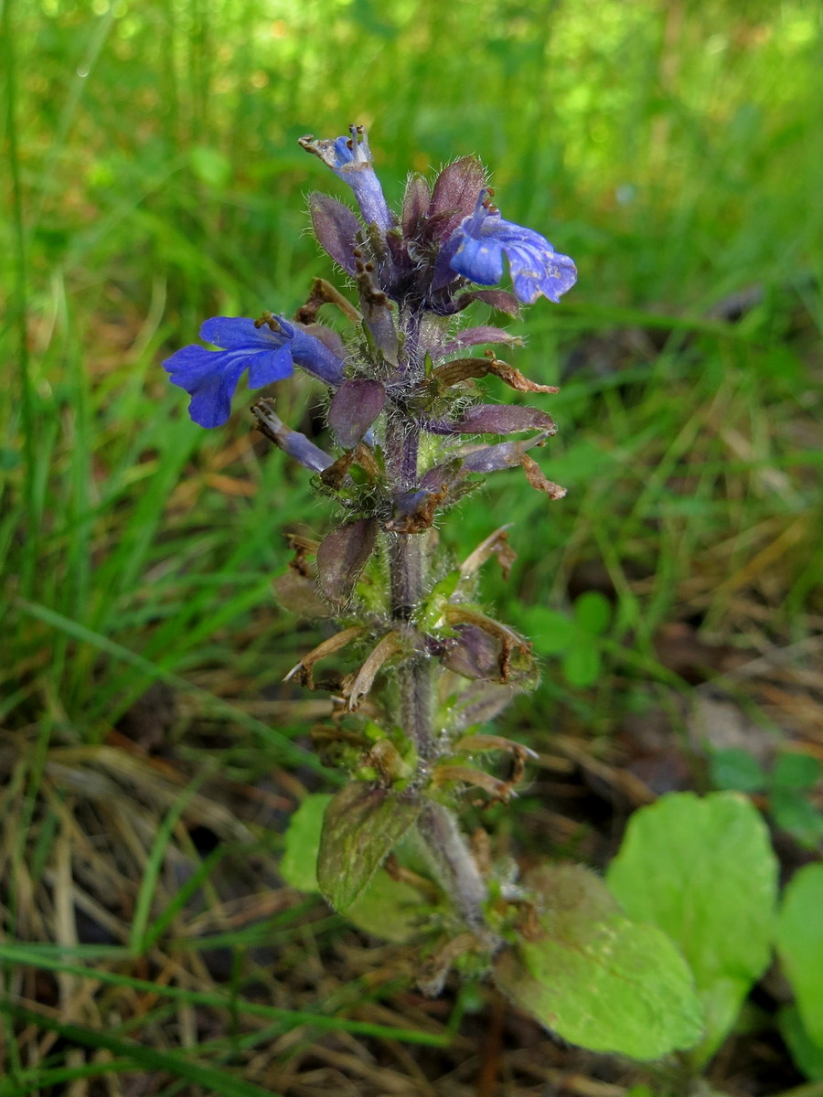 Image of Ajuga reptans specimen.