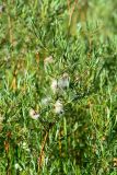 Salix rosmarinifolia. Ветвь с соплодиями со вскрывшимися зрелыми плодами. Ленинградская обл., Гатчинский р-н, пос. Пудость, опушка леса. 04.07.2022.