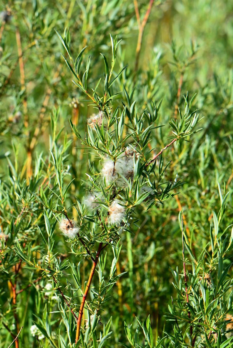 Image of Salix rosmarinifolia specimen.