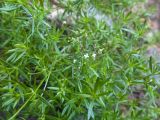 genus Galium. Части побегов с цветками и бутонами. Карачаево-Черкесия, Урупский р-н, окр. пос. Дамхурц, правый берег реки Большая Лаба, ≈ 1000 м н.у.м., скальное обнажение. 30.07.2022.