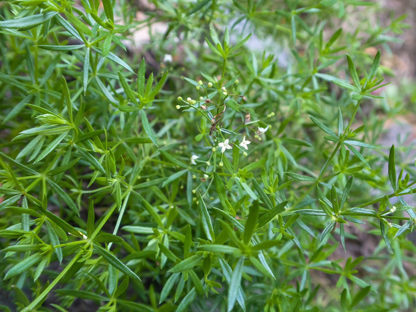 Изображение особи род Galium.