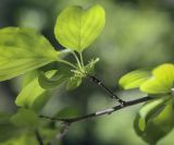 Rhamnus cathartica. Верхушка цветущей веточки (видна абаксиальная поверхность листьев). Ярославская обл., г. Переславль-Залесский, дендрологический парк им. С. Ф. Харитонова, в культуре. 12.06.2022.