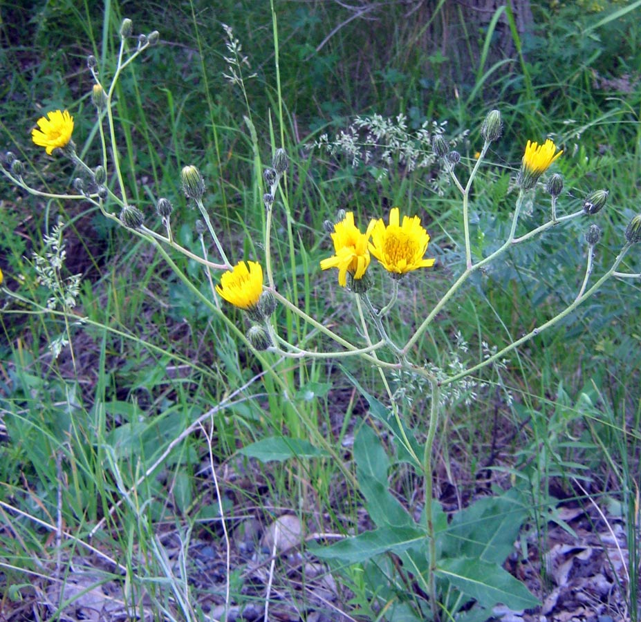 Image of Hieracium korshinskyi specimen.