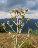 Lactuca chaixii. Верхушка плодоносящего растения. Краснодарский край, м/о г. Геленджик, хр. Маркотх, гора Иорданова, ≈ 650 м н.у.м., горный луг. 23.07.2016.