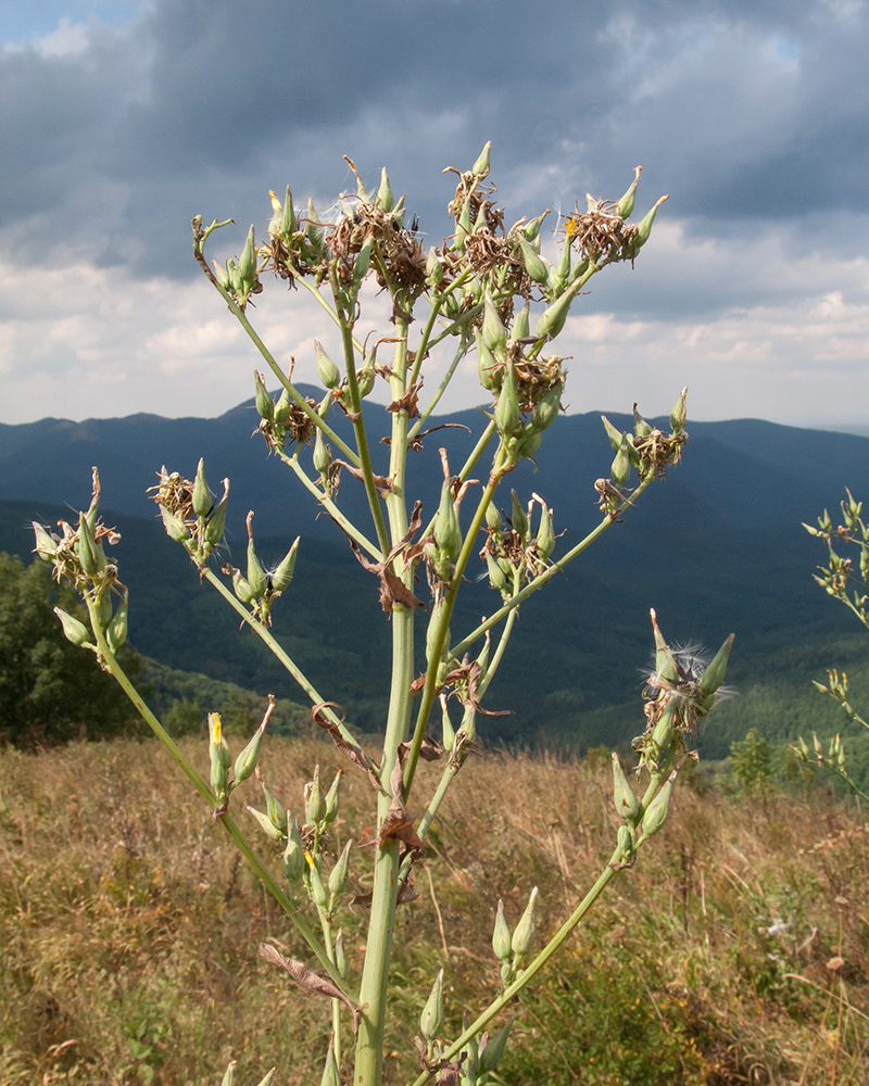 Изображение особи Lactuca chaixii.