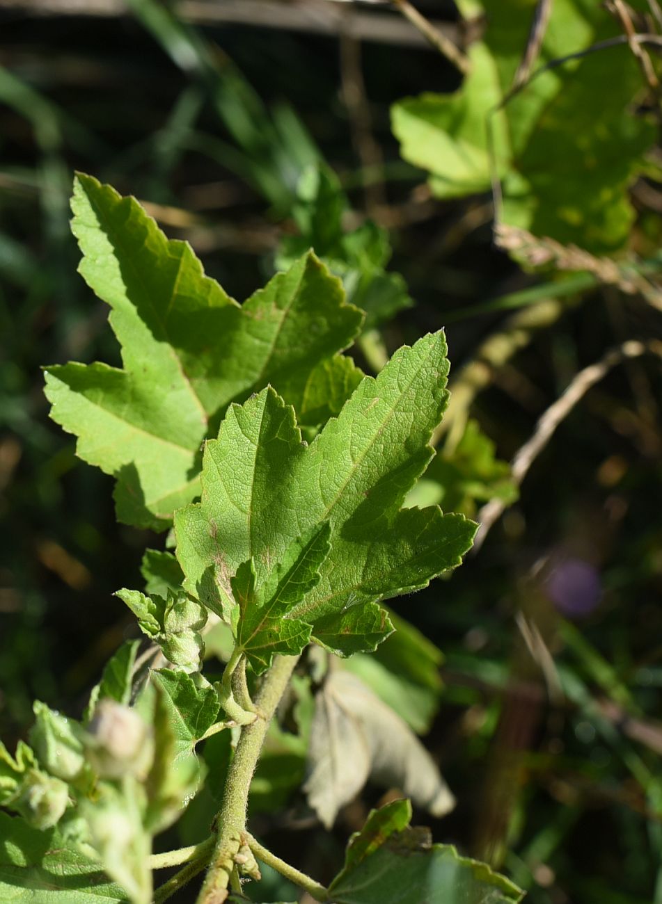 Изображение особи Malva alcea.