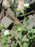 Cerastium inflatum