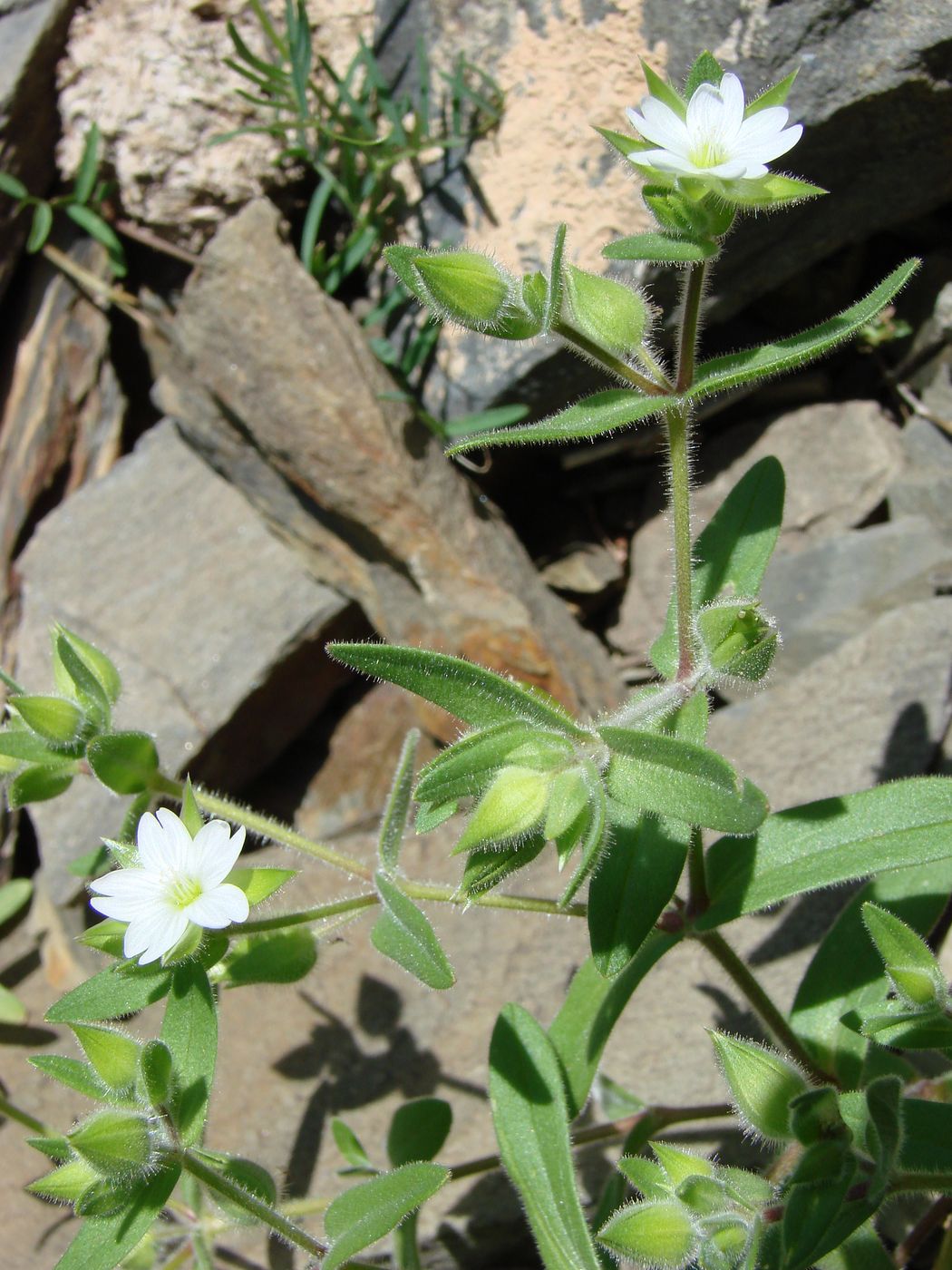 Изображение особи Cerastium inflatum.