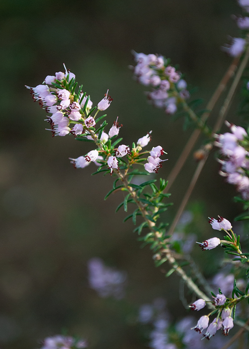 Image of Erica manipuliflora specimen.