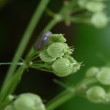 Heracleum asperum