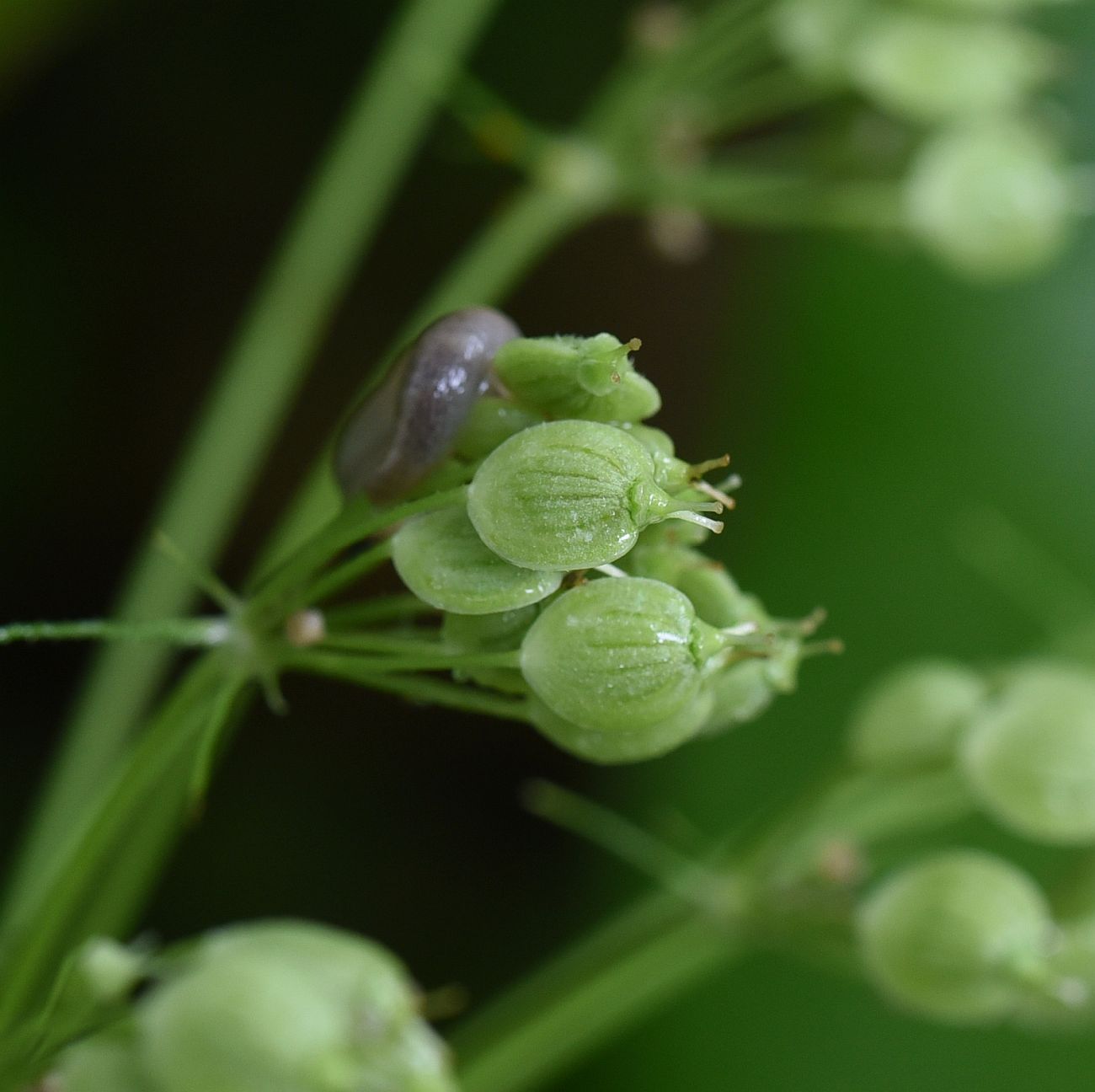 Image of Heracleum asperum specimen.