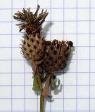 Centaurea salicifolia