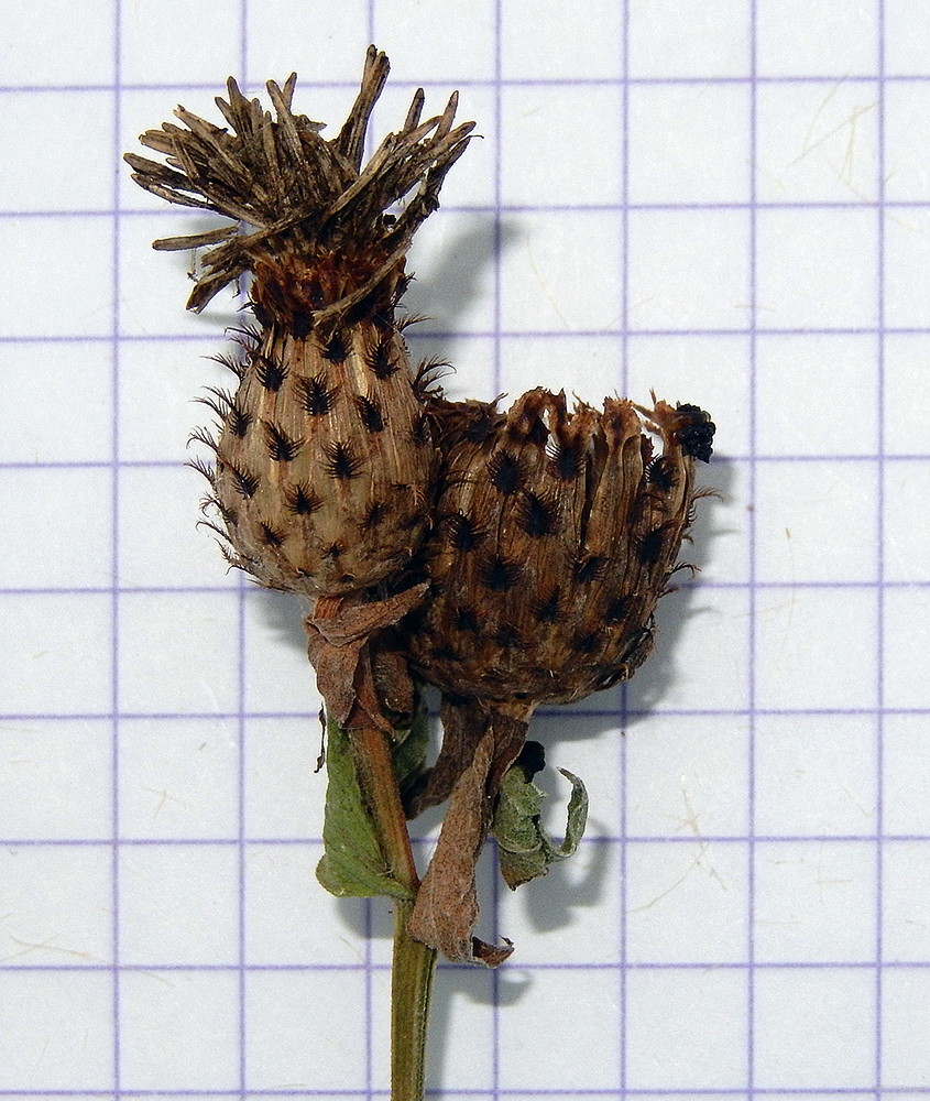 Изображение особи Centaurea salicifolia.