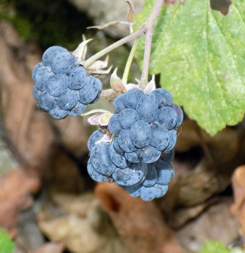 Image of Rubus caesius specimen.