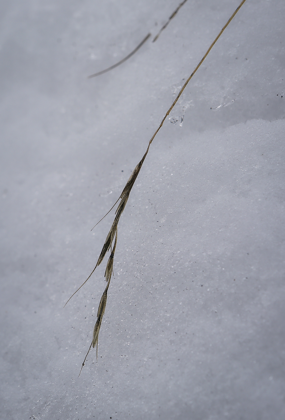 Image of genus Elymus specimen.