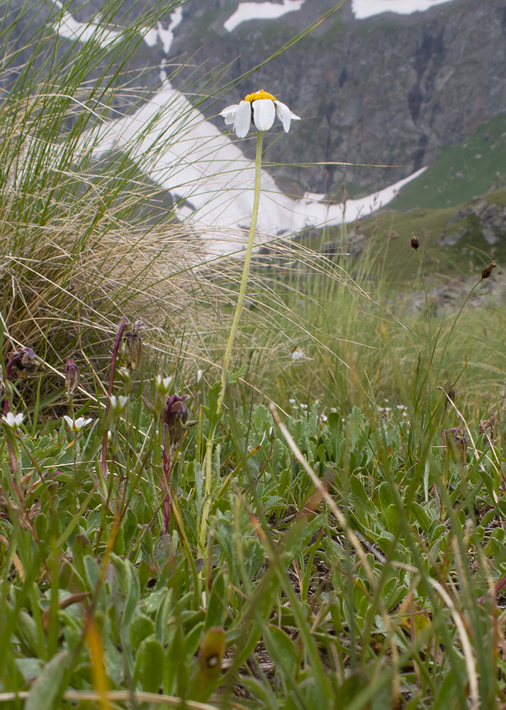 Изображение особи Anthemis saportana.