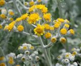 Senecio cineraria. Верхушка побега с соцветиями. Краснодарский край, м/о Анапа, пос. Витязево, ул. Знойная, в культуре. 29.05.2021.