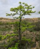 genus Gleditsia. Взрослое дерево. Дагестан, Кумторкалинский р-н, бархан Сарыкум, подножие бархана. 30.04.2022.