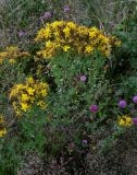 Hypericum perforatum