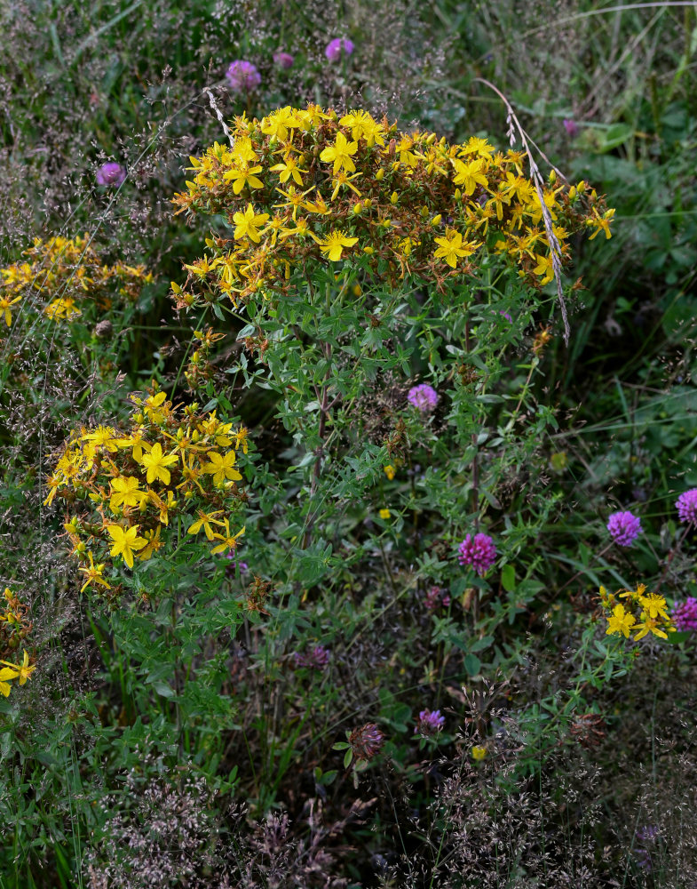 Image of Hypericum perforatum specimen.