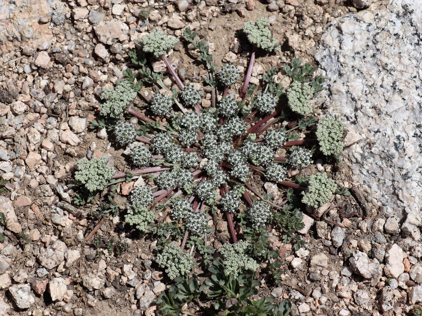 Image of Dimorphosciadium gayoides specimen.