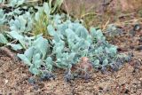 Mertensia maritima. Отцветающее растение на обочине дороги. Мурманская обл., окр. пос. Дальние Зеленцы, берег Ярнышной губы. 03.08.2010.