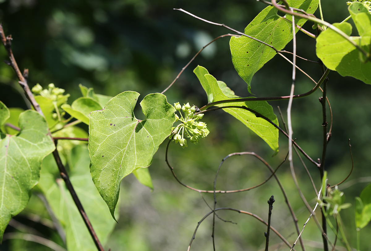 Изображение особи Cynanchum wilfordii.