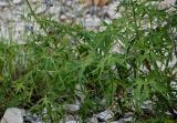 Delphinium crispulum