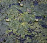Nymphaea tetragona. Цветущее растение в сообществе Hydrocharis morsus-ranae и Lemna. Пермский край, Кунгурский р-н, окр. с. Поповка, карстовое озеро. 23.07.2023.