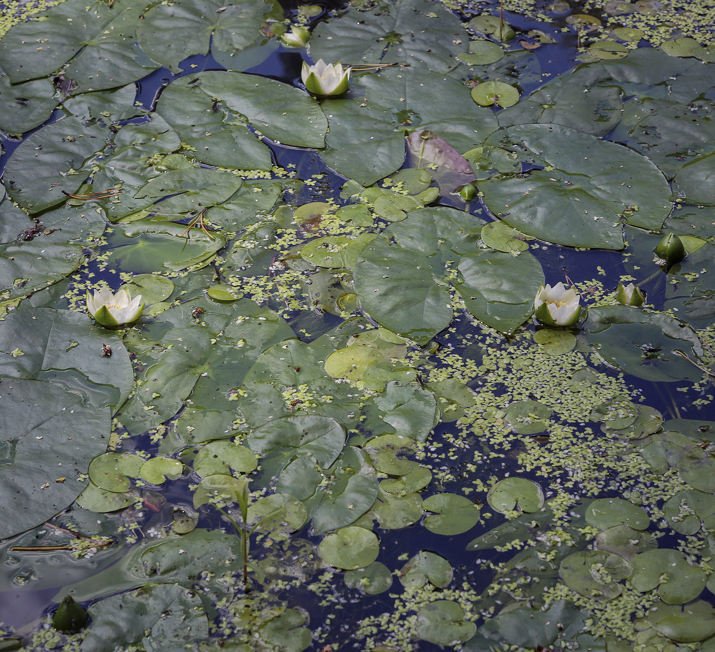 Image of Nymphaea tetragona specimen.