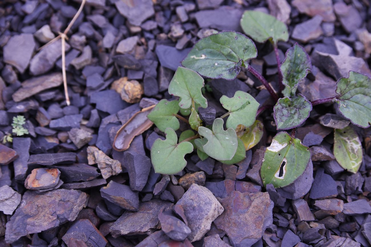 Image of Rumex hastifolius specimen.